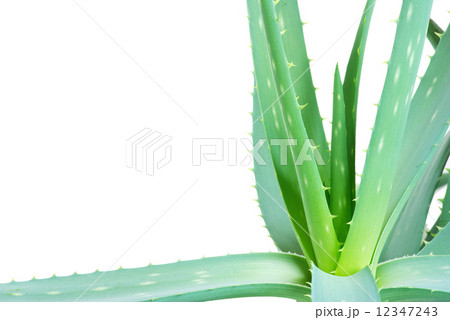 aloe leaves 12347243