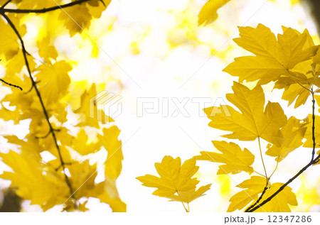 autumn leaves 12347286