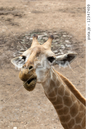 giraffes giraffes 12347409