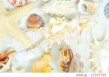 starfish and shells 12347705