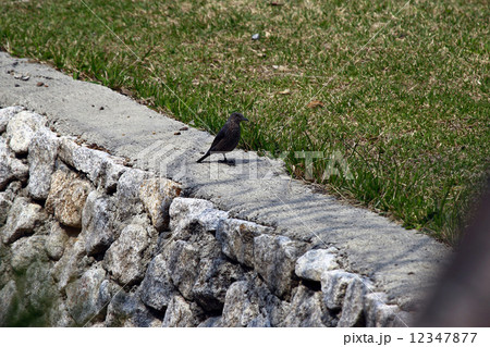 イソヒヨドリ 12347877