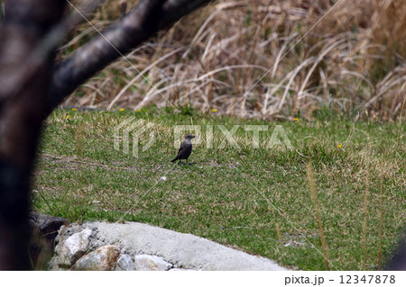 イソヒヨドリ 12347878