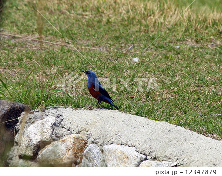 イソヒヨドリ 12347879