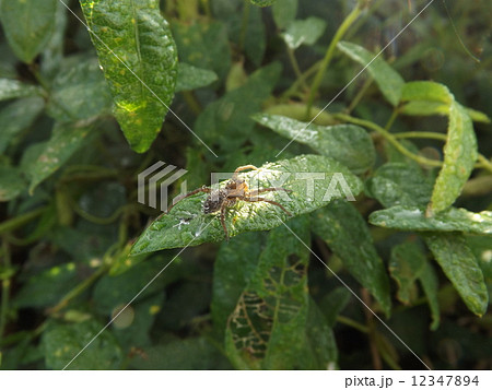 朝露を纏ったキクヅキコモリグモ 12347894