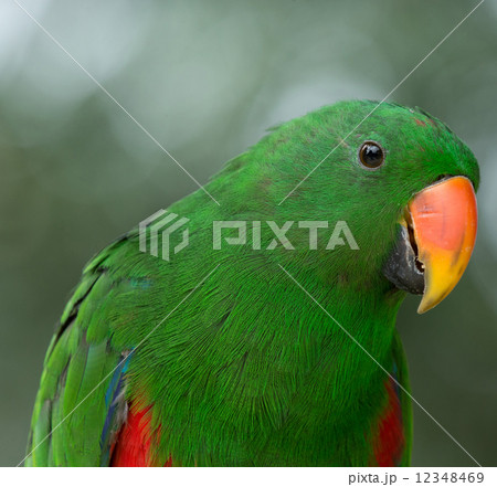 parrot 12348469