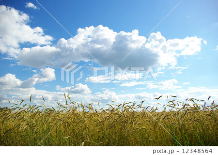 wheat field wheat field 12348564
