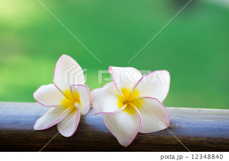 flowers 12348840