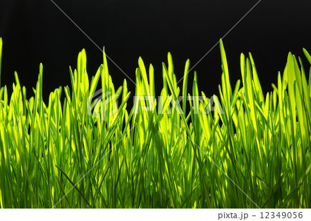 green grass green grass 12349056