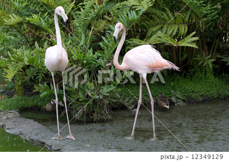 flamingos flamingos 12349129