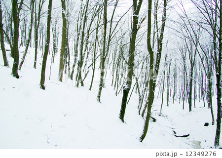 forest 12349276