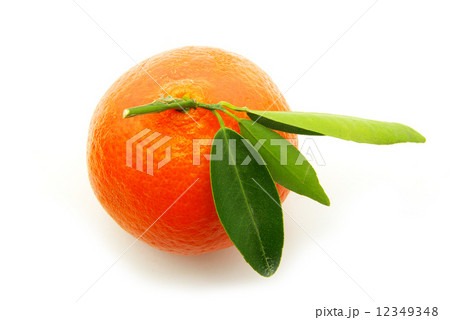tangerine 12349348