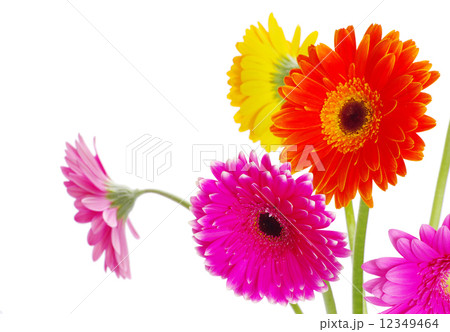 gerberas 12349464