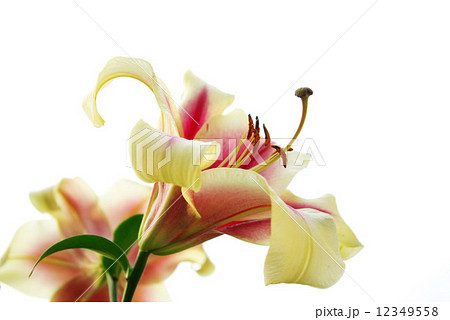 lily lily 12349558