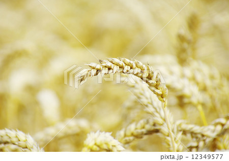 wheat wheat 12349577