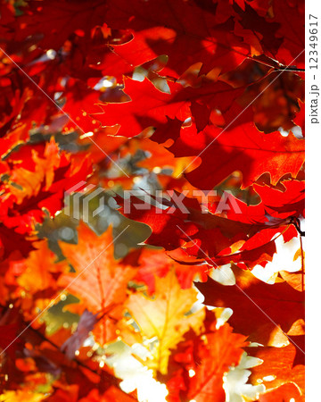 autumn leaves autumn leaves 12349617