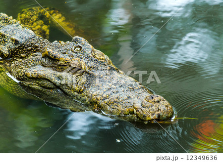 Alligator Alligator 12349636