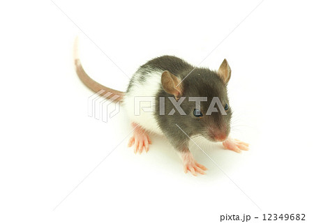 rat 12349682