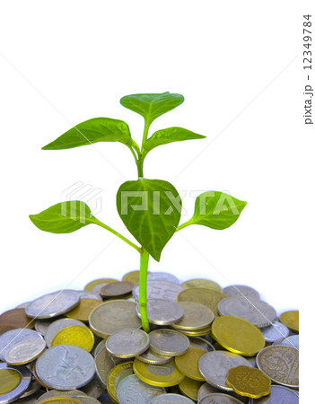 plant on white plant on white 12349784