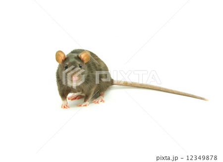 rat 12349878