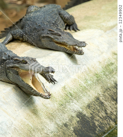 Alligator Alligator 12349902