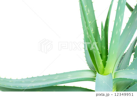 aloe 12349951
