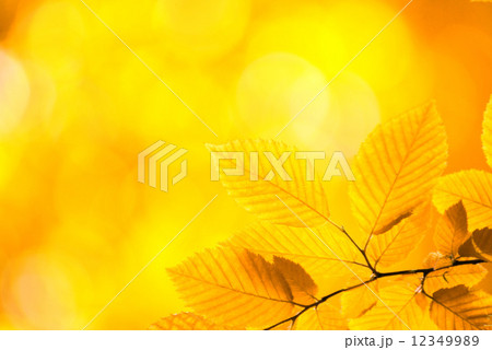 autumn autumn 12349989