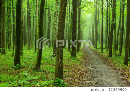 forest forest 12349990