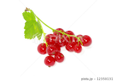 red currant 12350131
