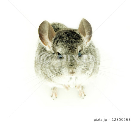 chinchilla 12350563