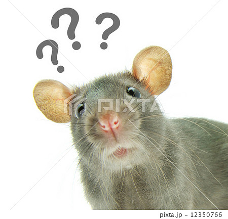 rat 12350766