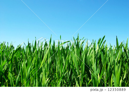 green lawn green lawn 12350889