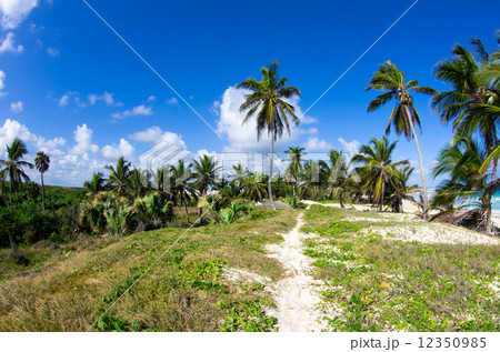 Palm tree 12350985