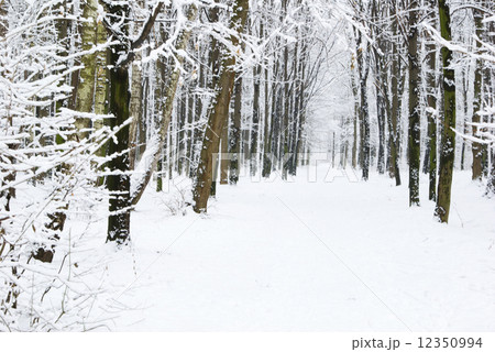 winter forest 12350994
