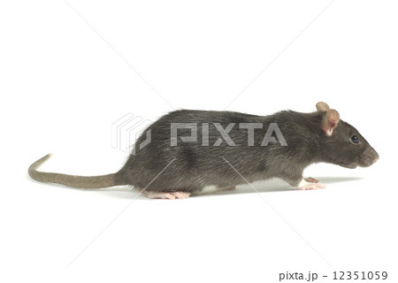 rat 12351059