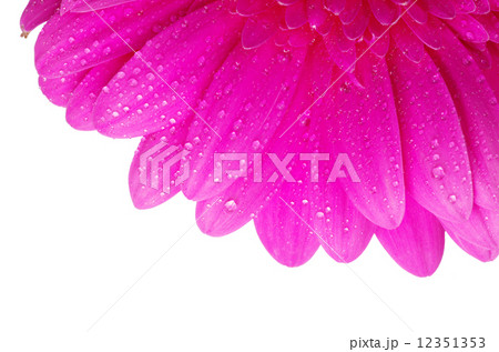 gerbera flower gerbera flower 12351353