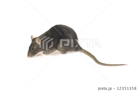 rat 12351358