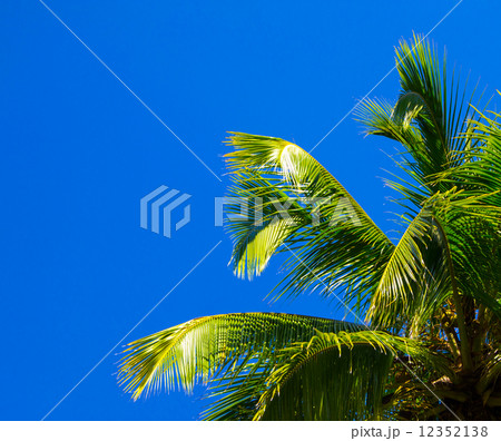 Palm tree 12352138