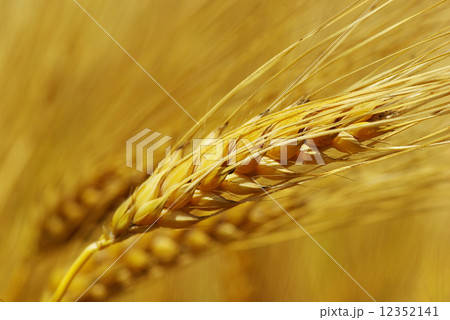 grain 12352141
