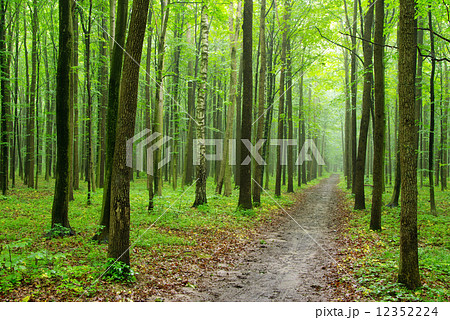 forest 12352224