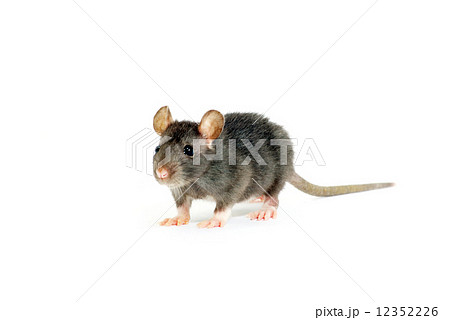 rat 12352226