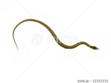 snake 12352235