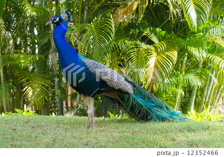 Peacock 12352466
