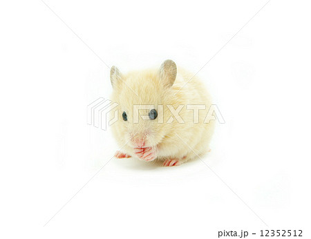hamster 12352512