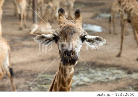 giraffe 12352650