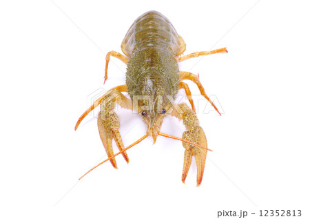crawfish crawfish 12352813