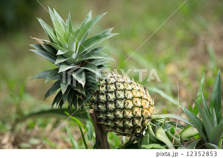pineapple 12352853
