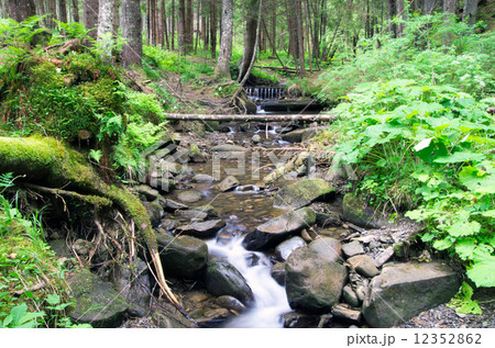 forest 12352862