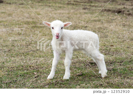 sheep sheep 12352910