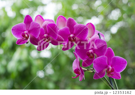 orchid orchid 12353162