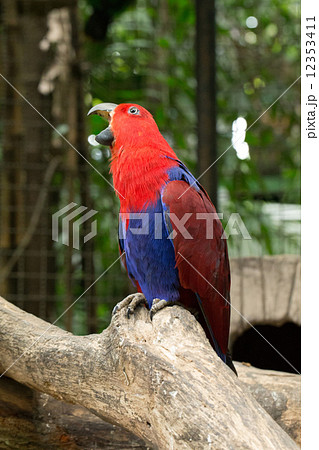parrot 12353411